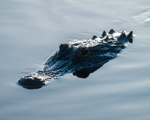 Fonds dédiés : durcissement des règles (et de la taxe Caïman)